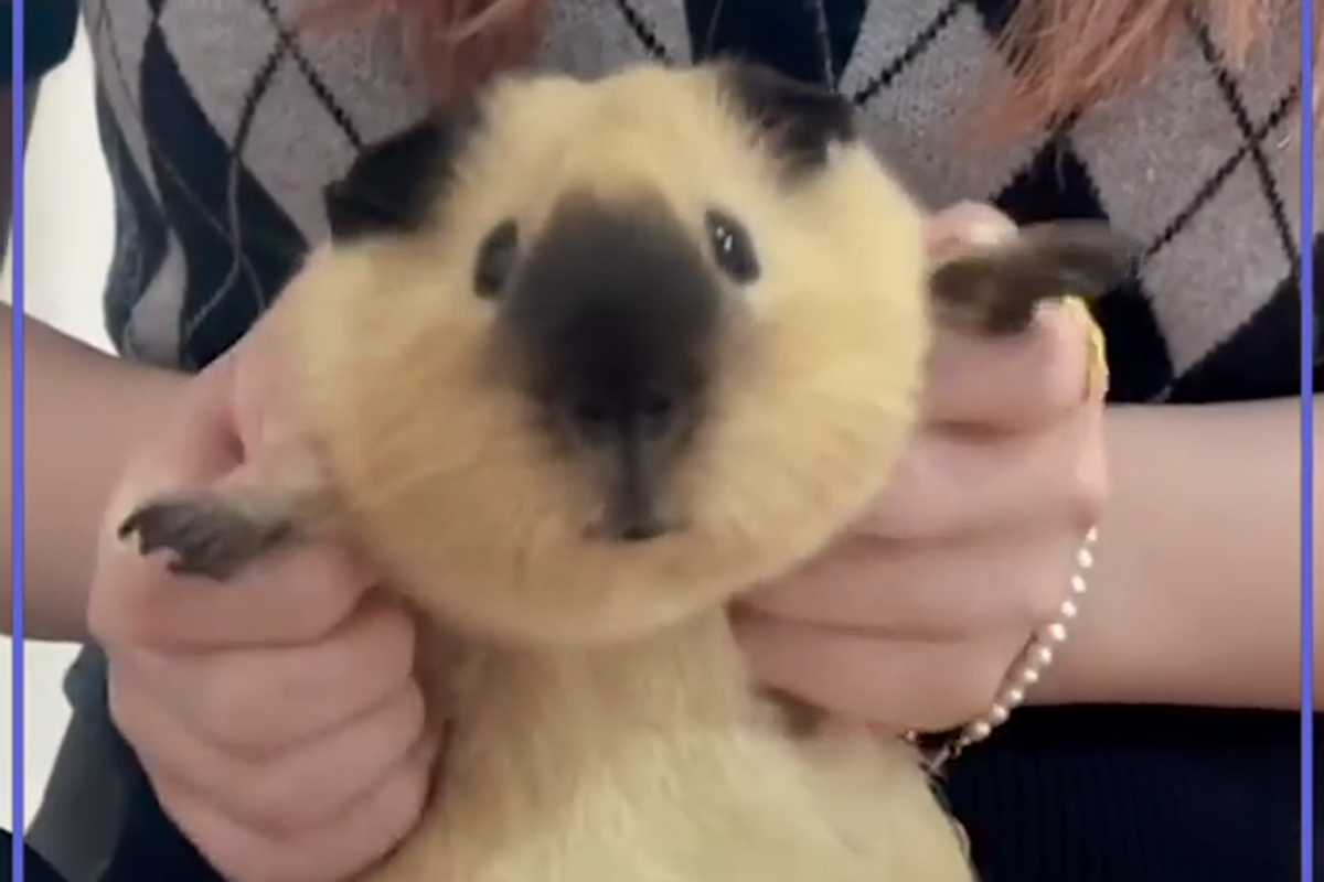 Guinea Pig Looks Like a Toasted Bread Loaf